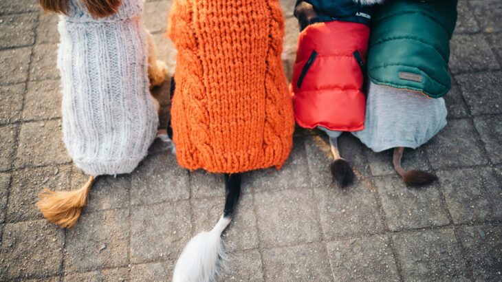 愛犬が寒い日のお散歩を嫌がる…！楽しんでもらうためにできる4つの工夫に「無理強いはよくないか」「人間と同じだね」(ブログ)