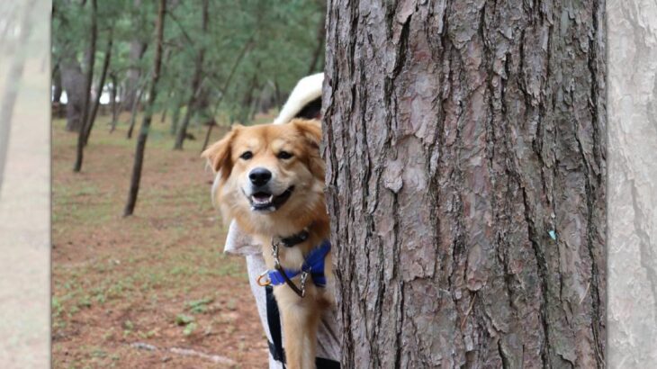 雑種犬の魅力は「何が混ざっているのかお楽しみ」！ほっこりエピソードが話題(ブログ)