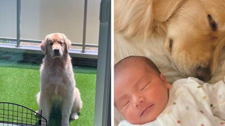 『ごめんって…』窓を閉めただけで絶望してしまう大型犬の姿に「中に人入ってるでしょ…」「役者になれるよ」反響続々(ブログ)