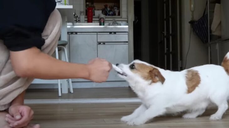 大暴走！？イタズラスイッチが入ったわんこが本領発揮したら…飼い主との攻防に爆笑の渦「楽しそう」「笑った」(ブログ)