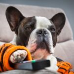 犬は『テレビの映像』を理解している？　内容はわかっているの？(ブログ)