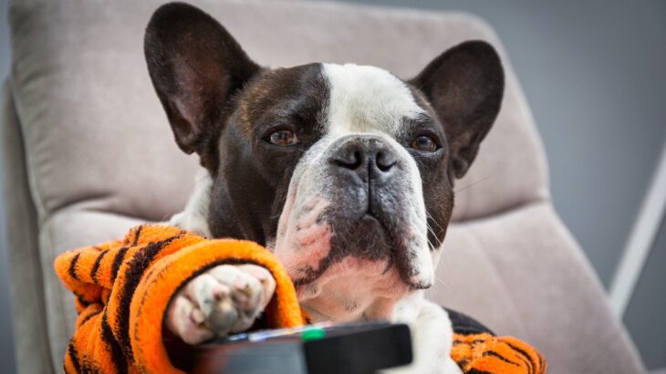 犬は『テレビの映像』を理解している？　内容はわかっているの？(ブログ)