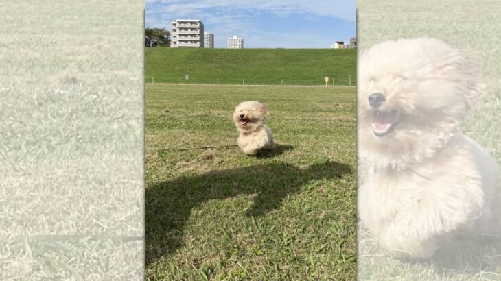 全力疾走中に雪だるまに変身！？笑顔が可愛いモフモフわんこが話題♪(ブログ)