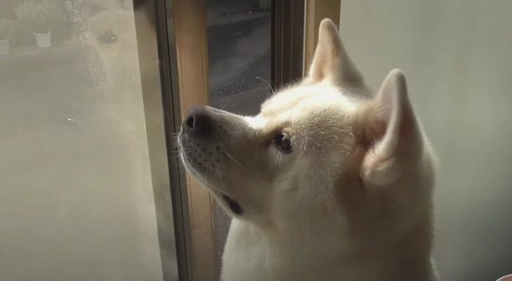 小さな虫を発見して番犬モード！？秋田犬さんが見せたギャップに「ドキッとした」「さすが秋田犬」「でも相手は…ｗ」(ブログ)
