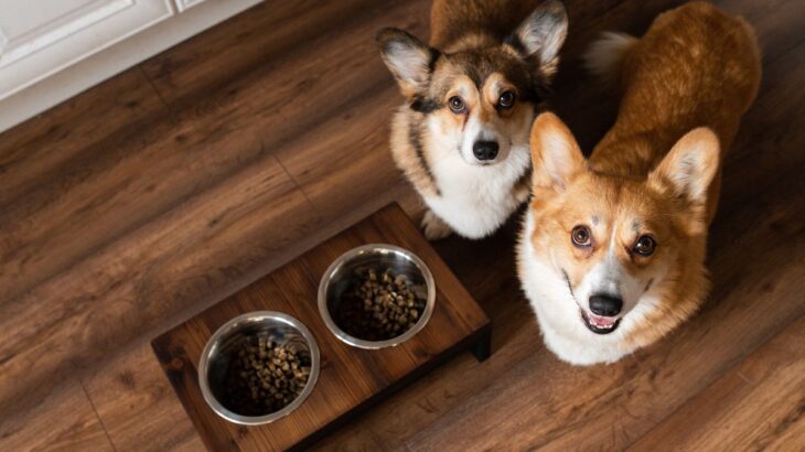 犬の早食い防止で「マテ」が逆効果になってしまうやり方とは？適切な方法について紹介(ブログ)