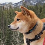 カナダで暮らす柴犬に密着 行く先々で撫でられる姿に「老若男女にモテモテだね」「柴犬の可愛さは世界共通」(ブログ)