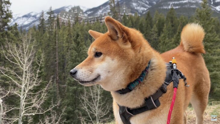 カナダで暮らす柴犬に密着 行く先々で撫でられる姿に「老若男女にモテモテだね」「柴犬の可愛さは世界共通」(ブログ)
