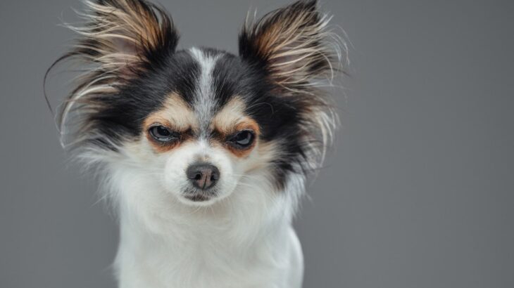 『犬が本気でキレているとき』に見せるサイン4選　やってはいけないNG行為や落ち着かせ方とは？(ブログ)