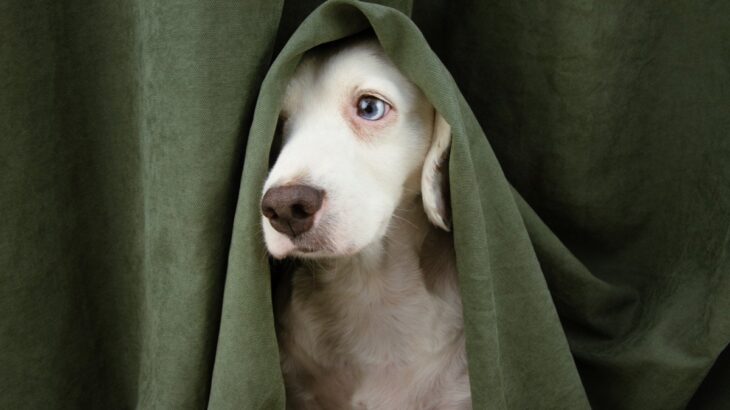 『怖がりな犬』が見せる行動4選　”ビビり犬”の共通点に「あるあるｗ」「克服する方法ってあるの？」(ブログ)