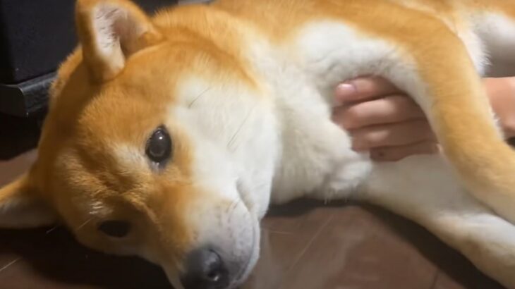 お出迎えの態度がお母さんとお兄ちゃんで違いすぎるワンコに爆笑！その温度差に「犬って正直w」「ツンデレなのかな」(ブログ)