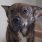 初ドライヤーにウトウトしちゃった保護犬くん「風を浴びて気持ちよさそう」「堂々と余裕ある姿に感動」(ブログ)