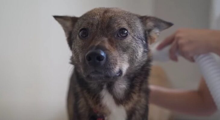 初ドライヤーにウトウトしちゃった保護犬くん「風を浴びて気持ちよさそう」「堂々と余裕ある姿に感動」(ブログ)