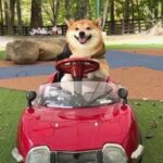 豆柴くん試乗中のハプニング！犬身事故発生「ぶつかって事故ったねwww」「可愛いドヤ顔で乗りこなしてる」(ブログ)