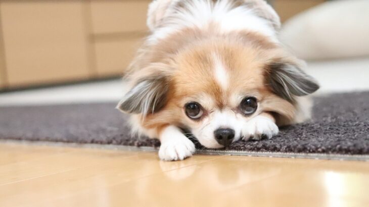 愛犬が人に上目遣いをする時の心理5つ！　注意すべきポイントに「要求だけじゃないよね」「仕草も観察しないと」(ブログ)