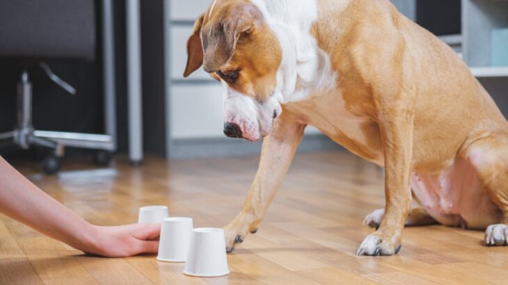 室内でできる『犬の脳トレ』5選　簡単にできる遊び方と脳に刺激を与えるコツ(ブログ)