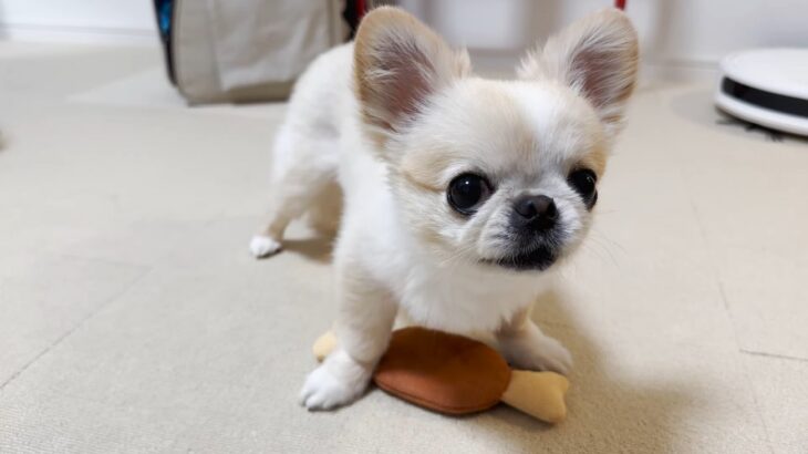 ガウガウしながらおもちゃを守る犬にネット民悶絶！「舌出して困ってる顔の可愛さよ」「おやつに負けないってすごい」(ブログ)