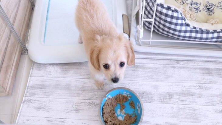 『今までみた犬の中で一番かわいい』生後2ヶ月の子犬とのモーニングルーティンに海外からも絶賛の声(ブログ)