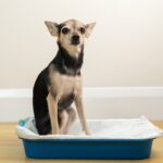 犬がトイレの失敗をしても叱ったらだめ！しつけをするのではなく成功しかできない環境にしよう(ブログ)