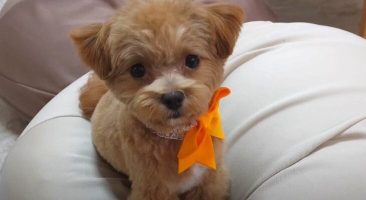 やんちゃ過ぎる愛犬たちとのわちゃわちゃ日常に「微笑ましい」「ケガには気を付けて」(ブログ)