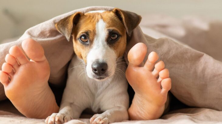 愛犬が飼い主の布団に入りたがる理由とは？　その心理に「気持ちを想像しただけでかわいい」「わんこは尊い存在」(ブログ)