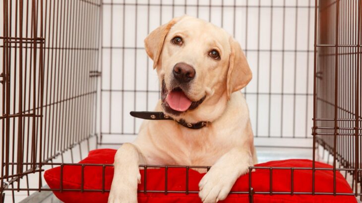 犬は室内でケージに入れるべき？放し飼いが良いの？それぞれの利点に「なにかとケージは便利」「部屋の安全確保も大切」(ブログ)