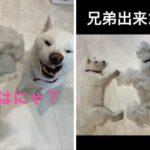 「柴犬の抜け毛を舐めちゃいけない」「兄弟を食うなｗ」1日1匹生まれる…？愛犬の抜け毛をもエンタメ化する主に称賛の声(ブログ)