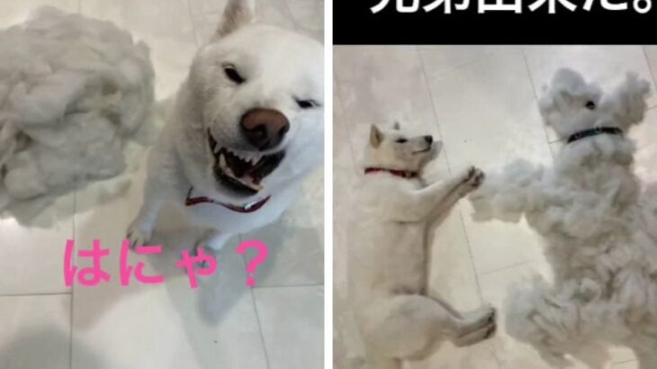 「柴犬の抜け毛を舐めちゃいけない」「兄弟を食うなｗ」1日1匹生まれる…？愛犬の抜け毛をもエンタメ化する主に称賛の声(ブログ)