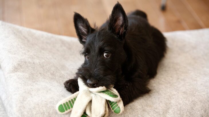 『誤飲・誤食をしやすい犬』の特徴3選　死に至る危険性も…対処法や回避するための防止策とは(ブログ)