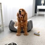 なぜ犬は外飼いよりも室内飼いの方が長生きするの？その理由に「昔とは違うよね」「絶対に室内にすべき」(ブログ)