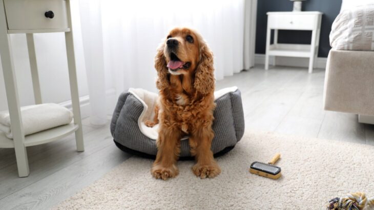なぜ犬は外飼いよりも室内飼いの方が長生きするの？その理由に「昔とは違うよね」「絶対に室内にすべき」(ブログ)