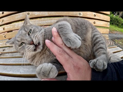 トトロみたいな猫の大きなお腹を触ったら指をザリザリと舐めてきた(YouTube)