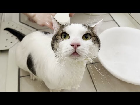 泡まみれに激怒してお漏らししてしまった猫(YouTube)