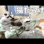 寒い日に初めて５匹全員部屋に大集合！！(YouTube)