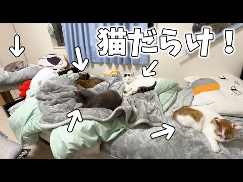 寒い日に初めて５匹全員部屋に大集合！！(YouTube)