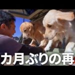大好きな人と再会＆新築ドッグランでテンション最高潮の愛犬達ww(YouTube)