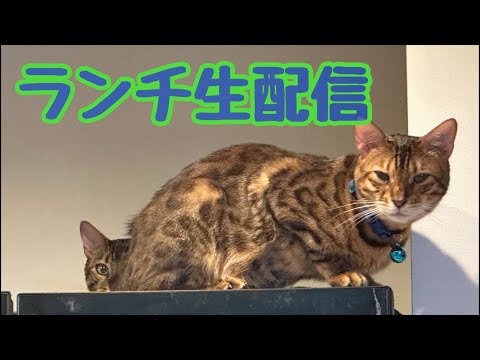 【ランチ生配信】11月ですがポカポカなので猫達とぬくぬくしませんか？生配信(YouTube)