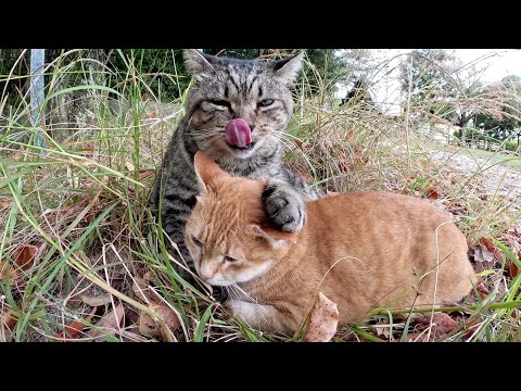 太ったキジトラ猫と美猫の茶トラ猫が草むらの中でも密着し合う(YouTube)