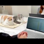 留守番が寂しくて会社の会議についてきちゃった猫たちがかわいすぎました笑(YouTube)