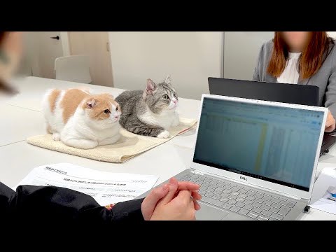 留守番が寂しくて会社の会議についてきちゃった猫たちがかわいすぎました笑(YouTube)