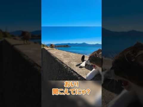 なんで怒ってるのかにゃ…？(YouTube)