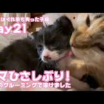 -　ママ久しぶり！ グルーミングして貰って溶けちゃいました ママとはぐれ弟も失った子猫 Day21  【2023 11 01-1】(YouTube)