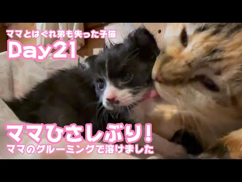 -　ママ久しぶり！ グルーミングして貰って溶けちゃいました ママとはぐれ弟も失った子猫 Day21  【2023 11 01-1】(YouTube)