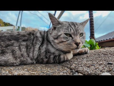 猫島の漁港の街の路地裏には猫が沢山落ちている(YouTube)