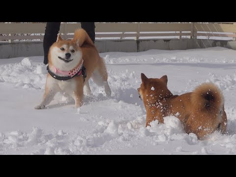 実家の柴犬の雪遊びが破壊力凄すぎた。。(YouTube)