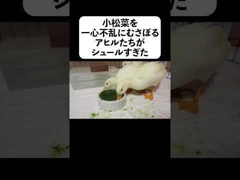 小松菜を一心不乱にむさぼるアヒルたちがシュールすぎた(YouTube)