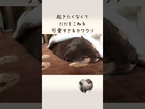 起きたくないとだだをこねるも起きた飼い主についていっちゃう　Otter don’t want to wake up yet(YouTube)