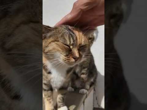猫の集会に参加したら幸せが詰まってた(YouTube)