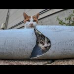 パイプの隙間から顔を出す子猫がかわい過ぎる(YouTube)