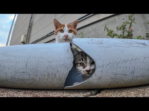 パイプの隙間から顔を出す子猫がかわい過ぎる(YouTube)