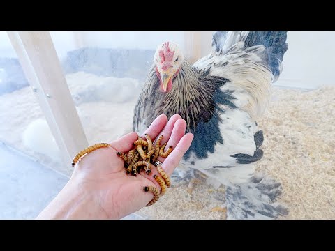 巨大ニワトリに大量のミルワームを食べさせます(YouTube)